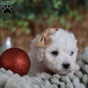 Tiny-Peppermint, Bichon Frise Puppy